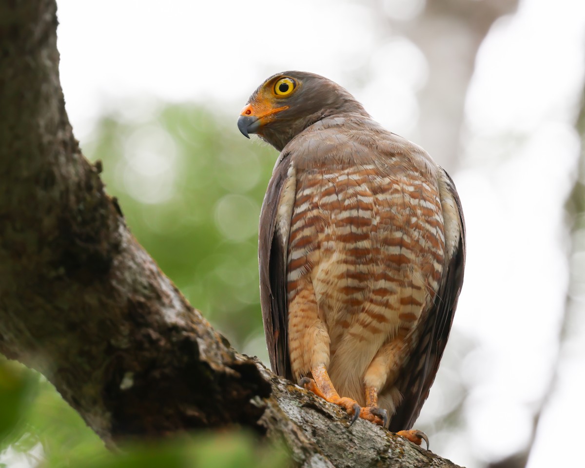 Roadside Hawk - ML640610339