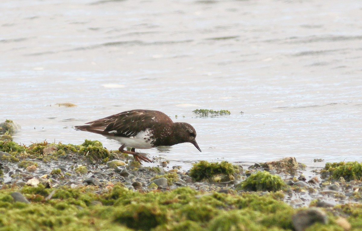 Black Turnstone - ML640610353