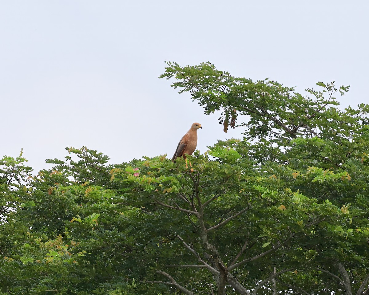 Savanna Hawk - ML640610381