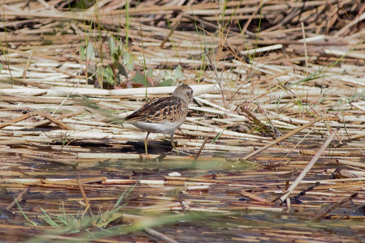 Least Sandpiper - ML640610530