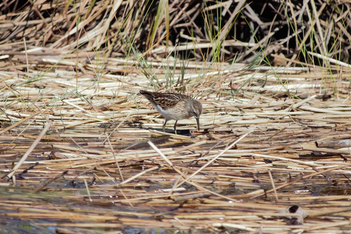 Least Sandpiper - ML640610531
