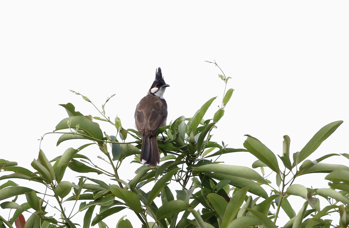 Red-whiskered Bulbul - ML640610577