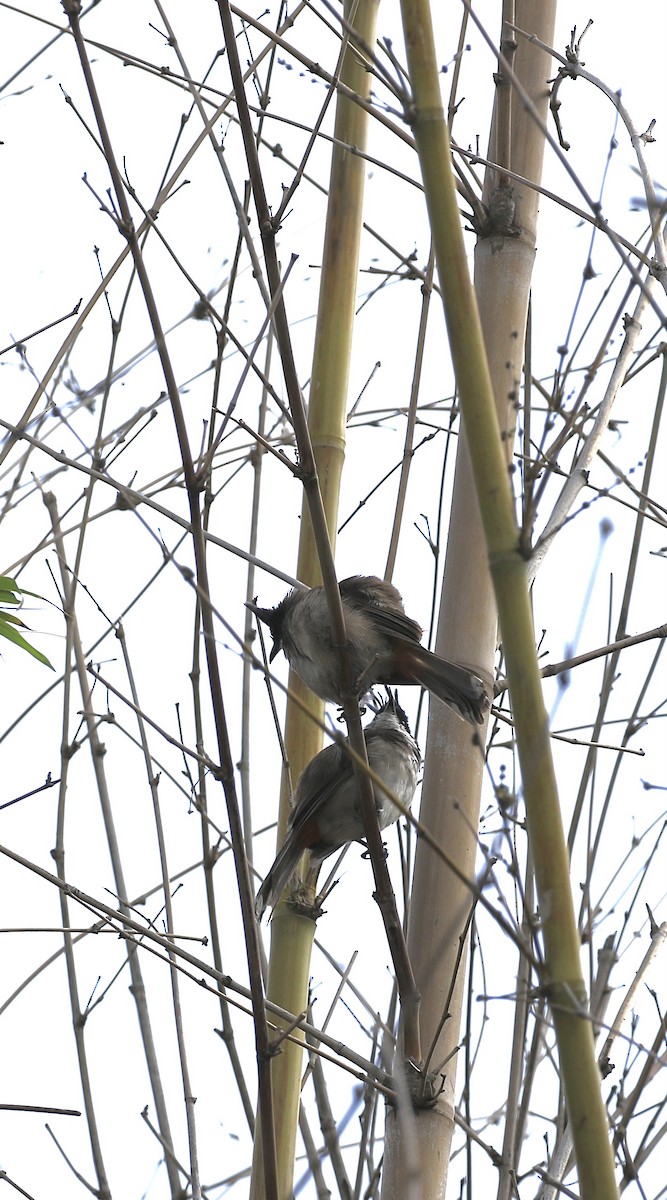 Red-whiskered Bulbul - ML640610579