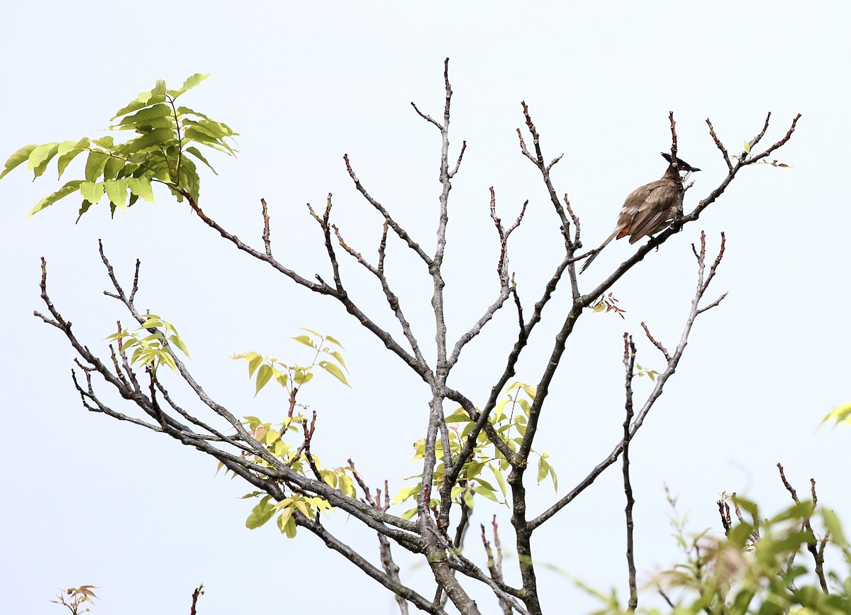 Red-whiskered Bulbul - ML640610581