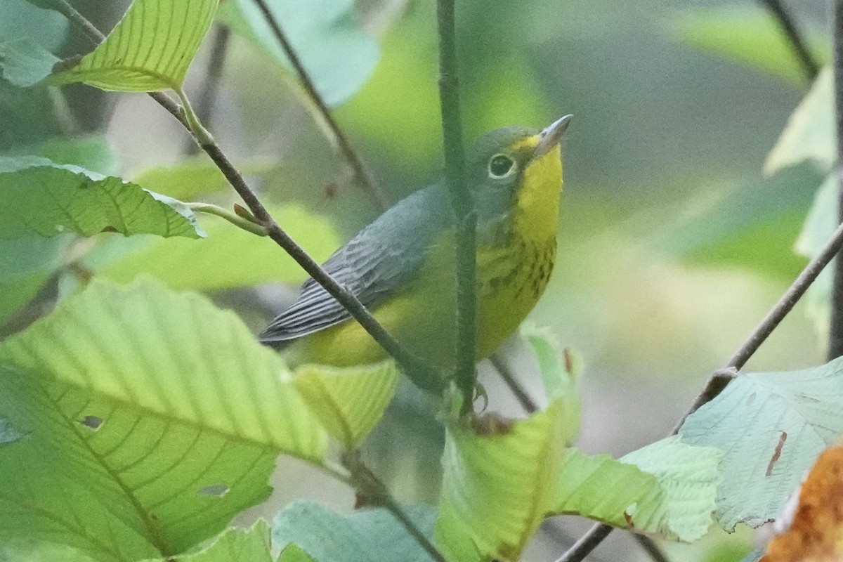 Canada Warbler - ML640610665