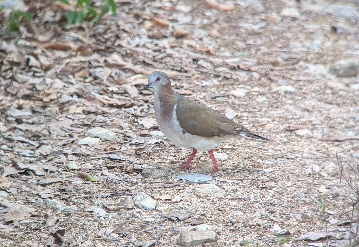 Caribbean Dove - ML640610674