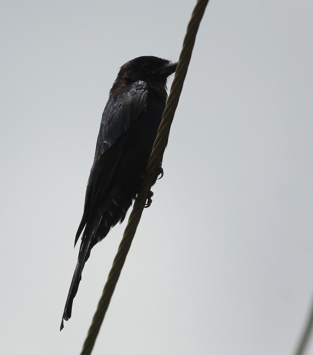 Drongo royal - ML640610675