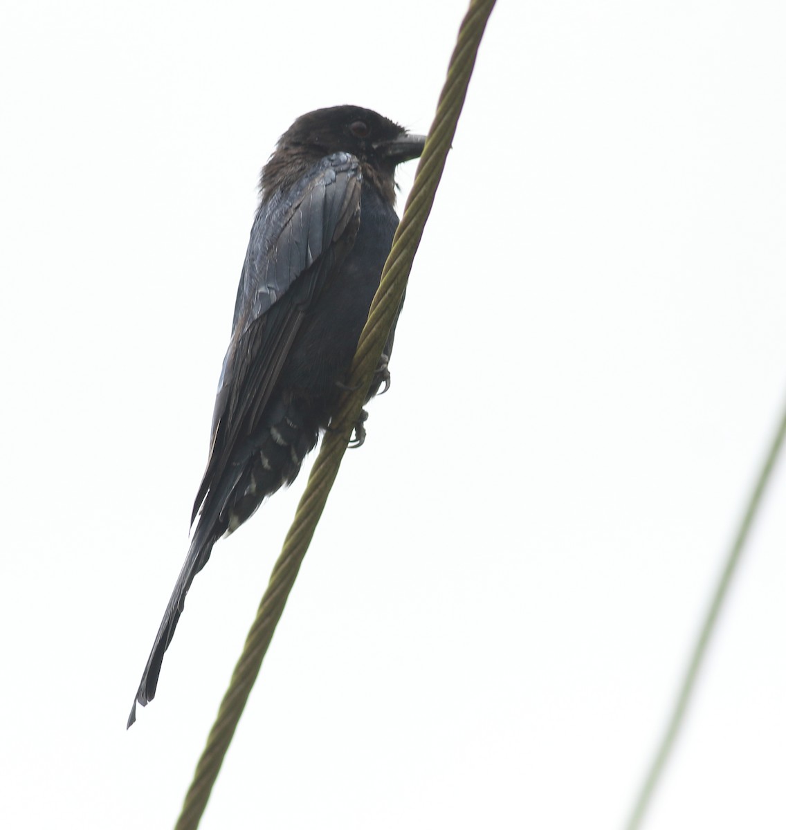 Drongo royal - ML640610676