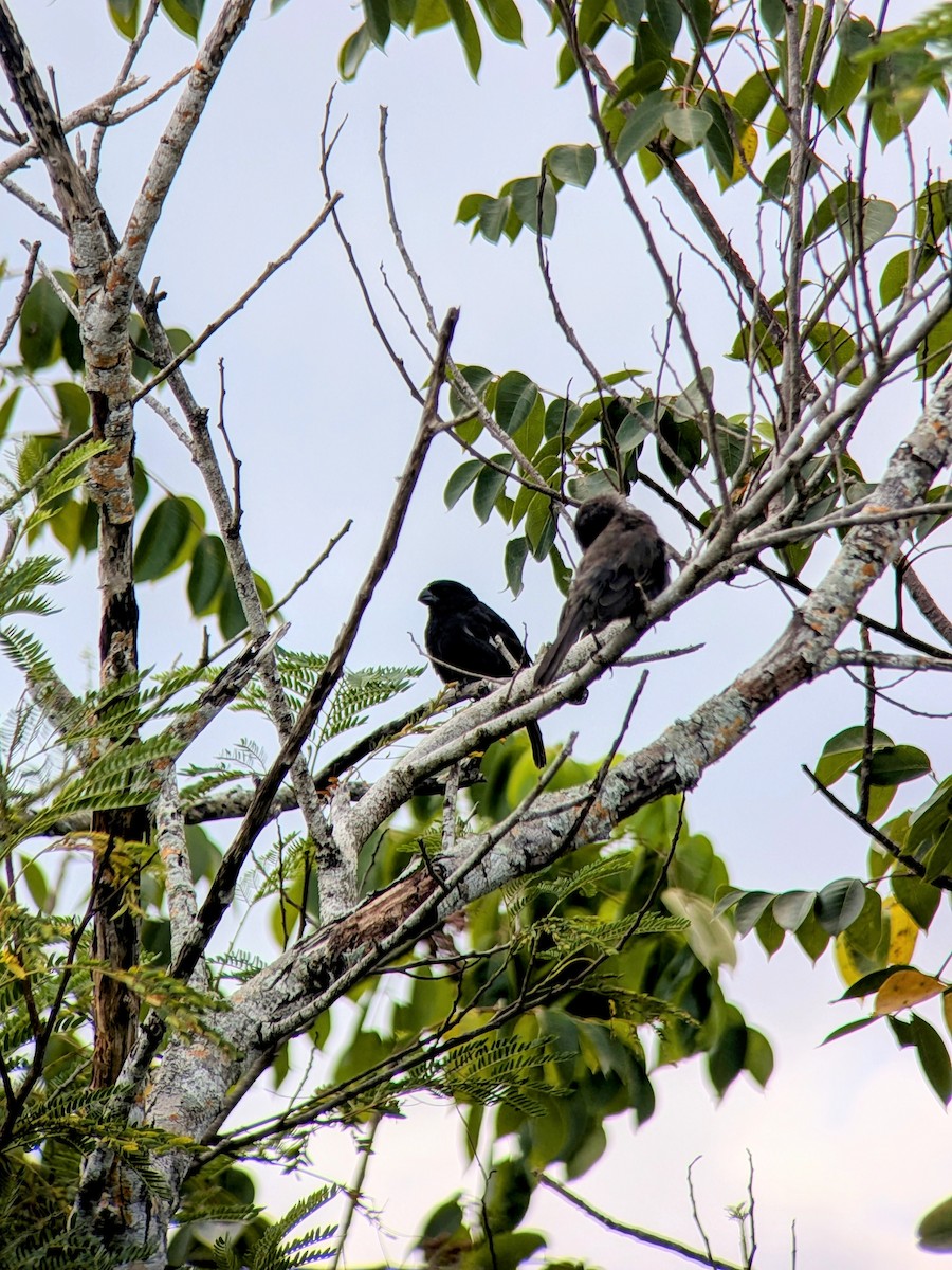 Grand Cayman Bullfinch - ML640610701
