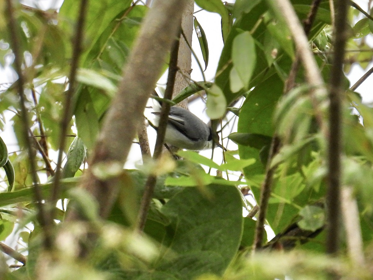 White-lored Gnatcatcher - ML640610721