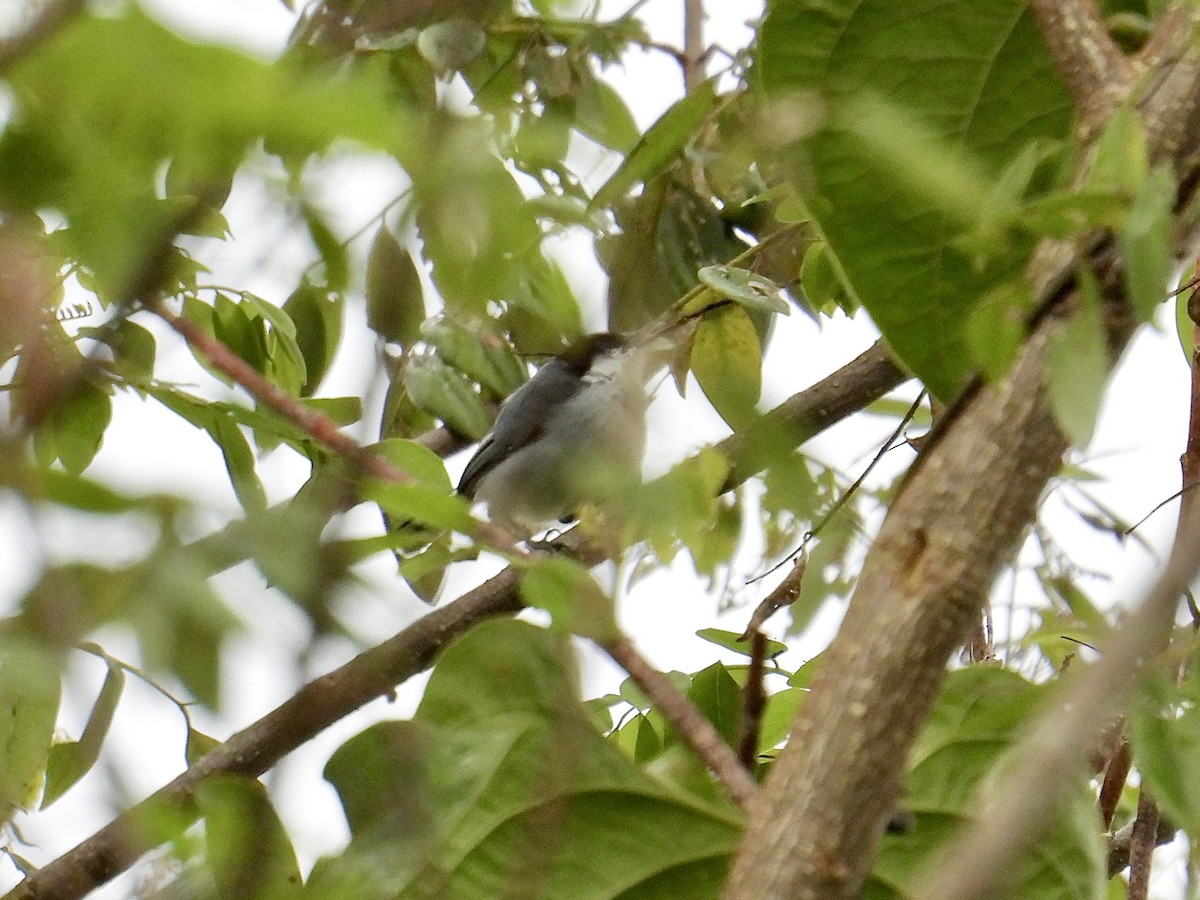 White-lored Gnatcatcher - ML640610722