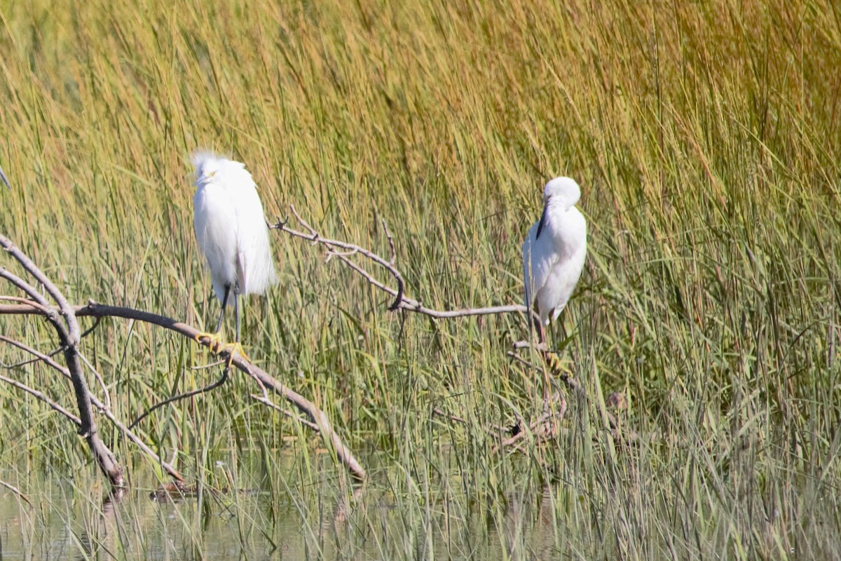 Little Blue Heron - ML640610764