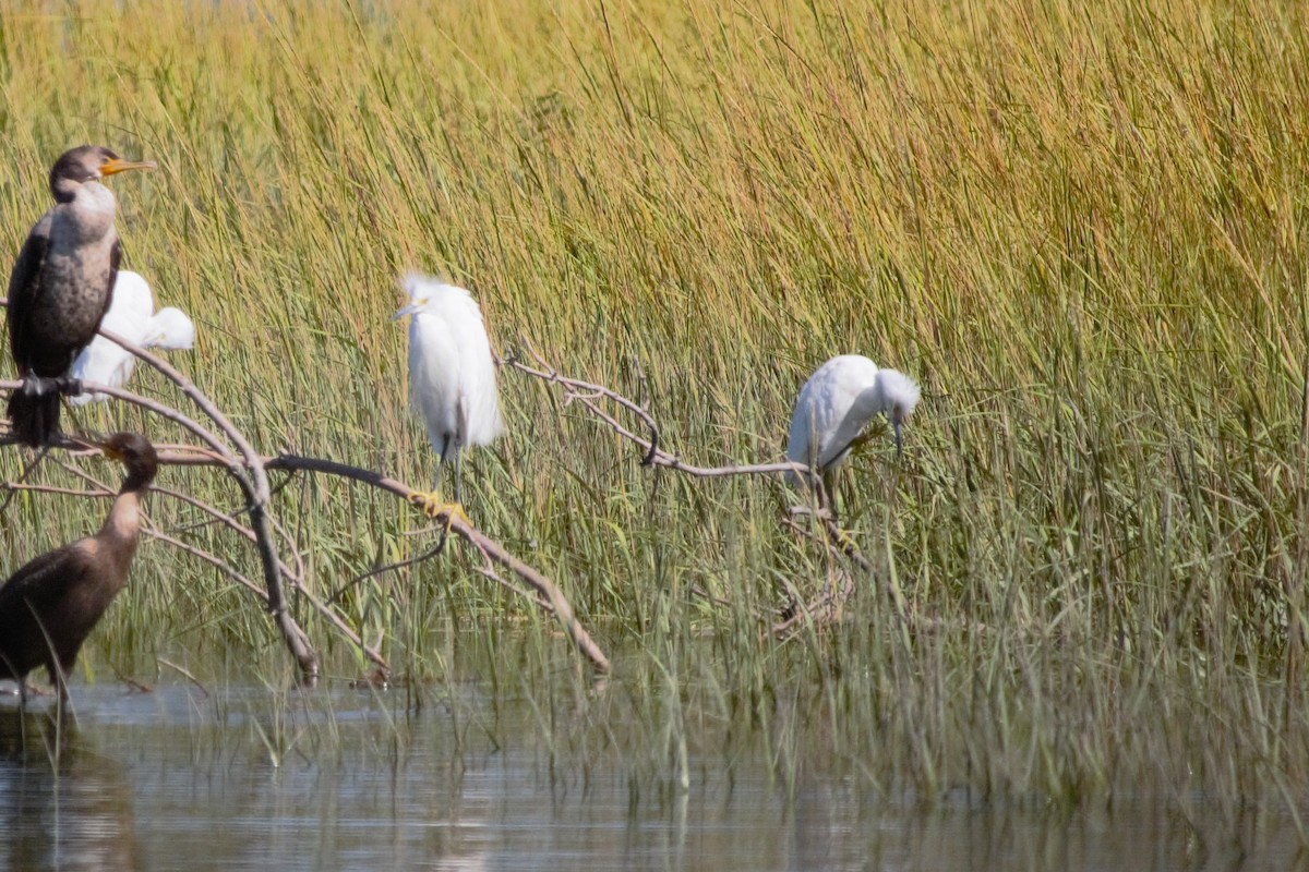 Little Blue Heron - ML640610765