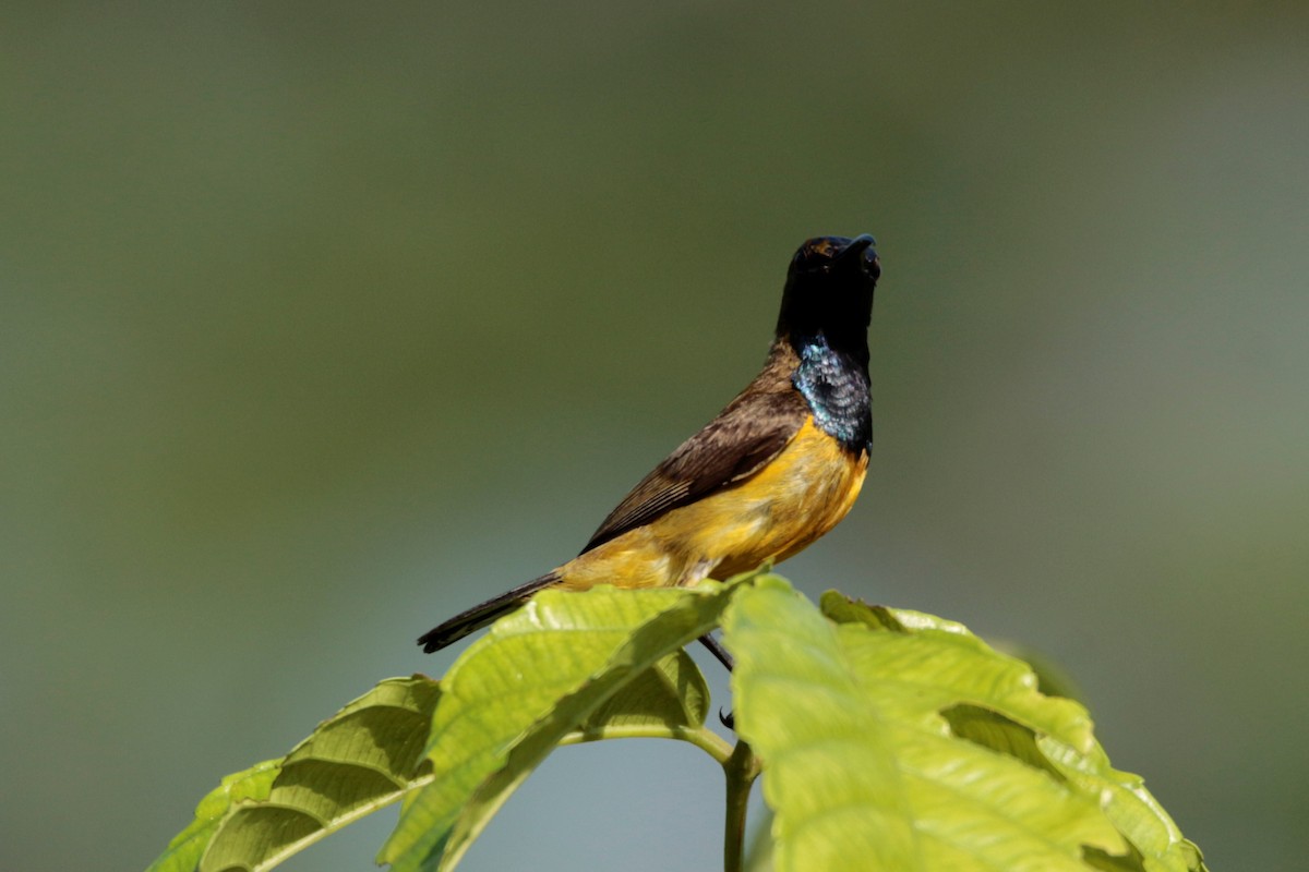 Ornate Sunbird - Fadzrun A.
