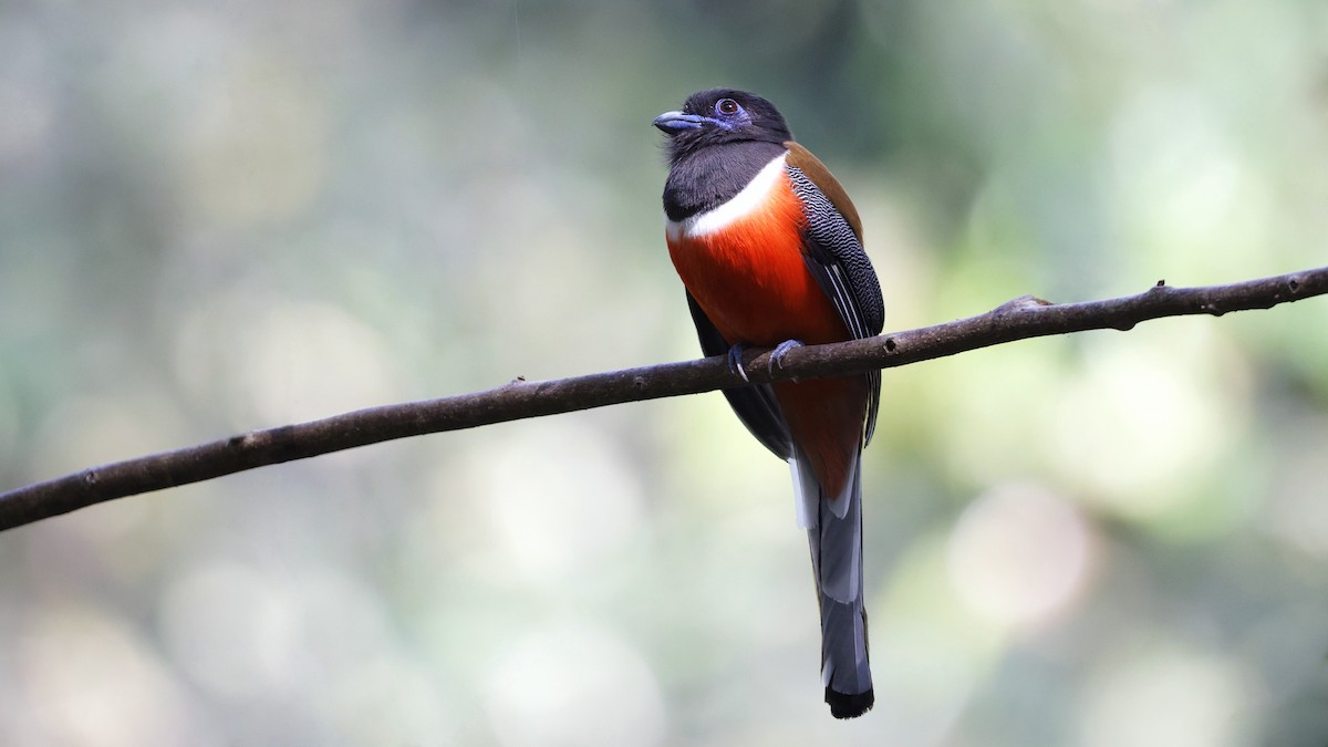 Trogon de Malabar - ML640610925
