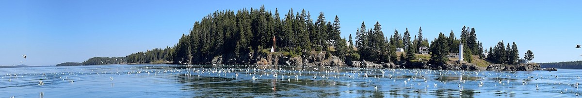 ボナパルトカモメ - ML640610971