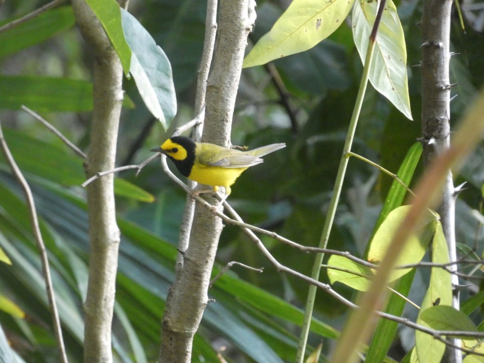 Hooded Warbler - ML640610998