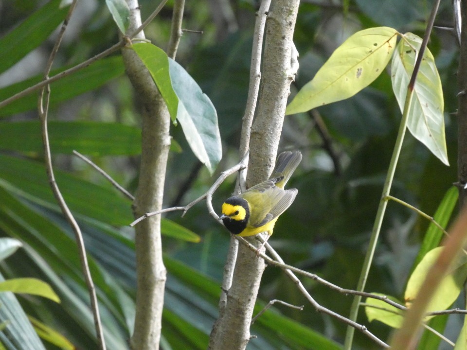 Hooded Warbler - ML640611001