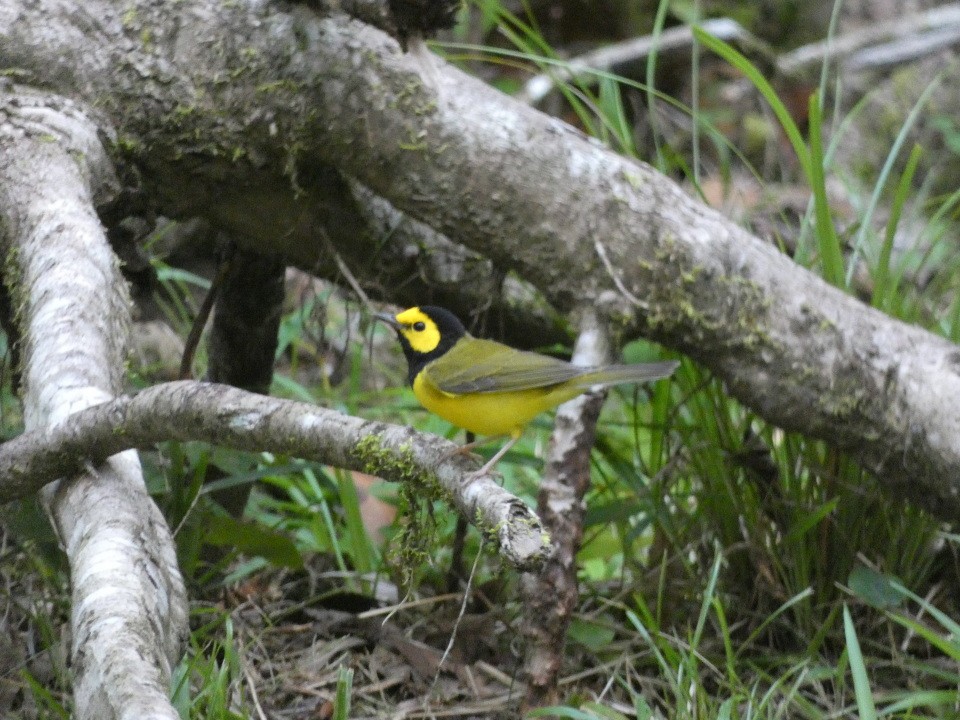 Hooded Warbler - ML640611002