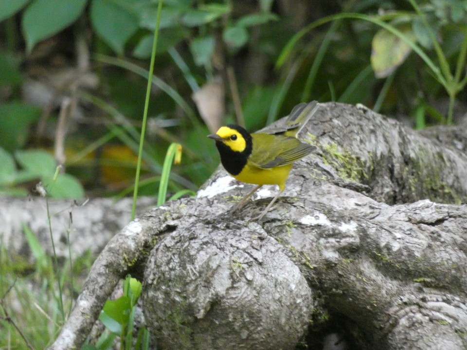 Hooded Warbler - ML640611004