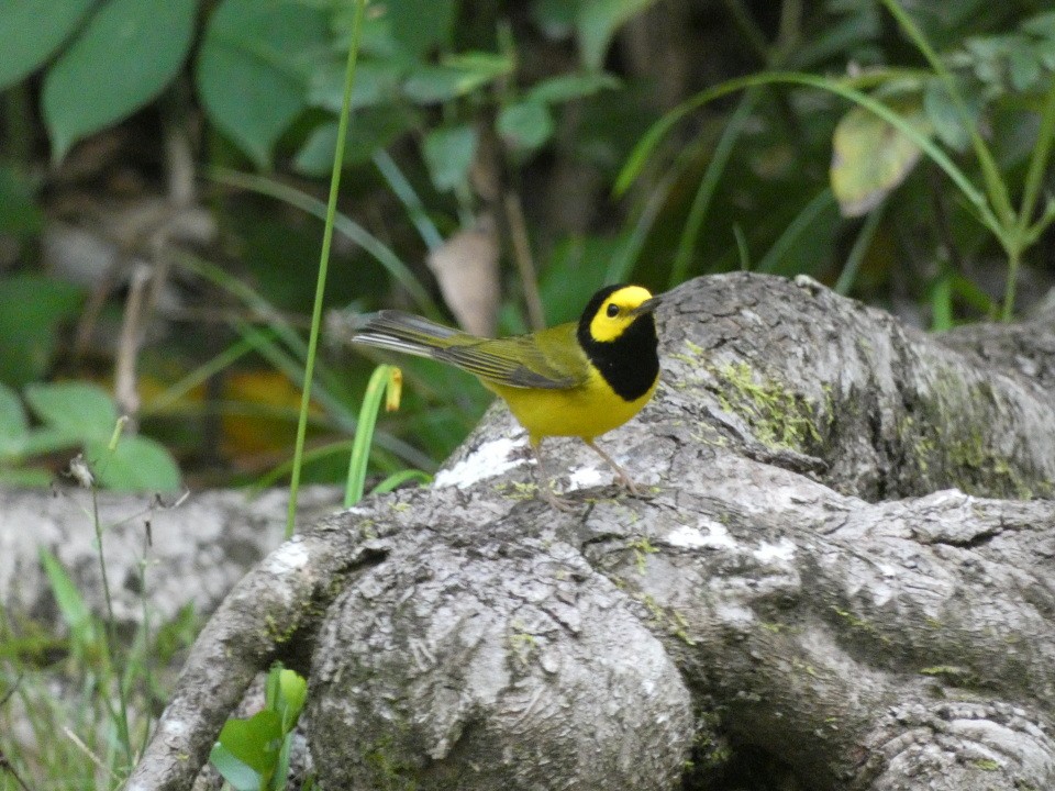 Hooded Warbler - ML640611008