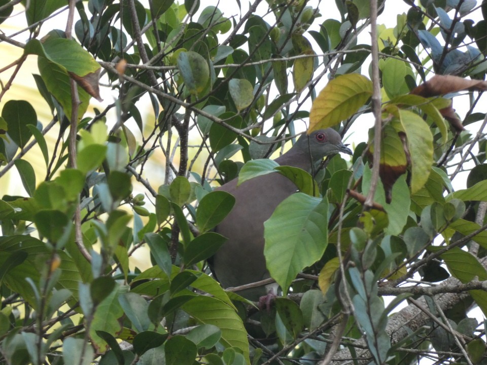 Pale-vented Pigeon - ML640611014