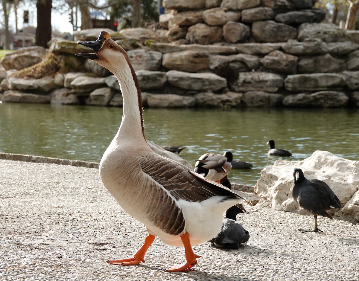 Swan Goose (Domestic type) - ML640611021