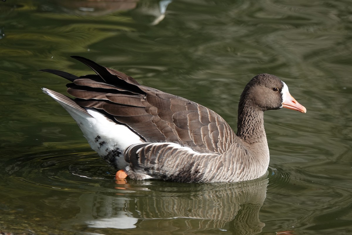 Greater White-fronted Goose - ML640611031