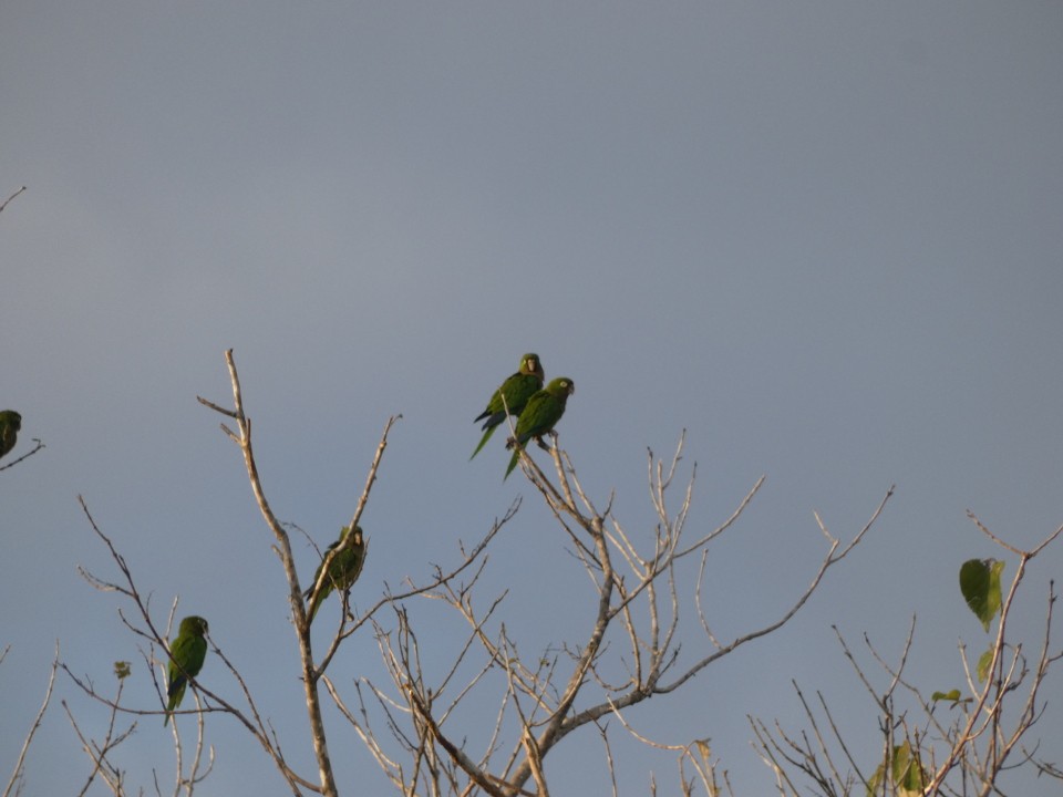 Olive-throated Parakeet - ML640611033