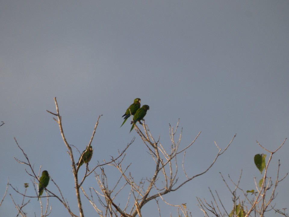 Olive-throated Parakeet - ML640611039