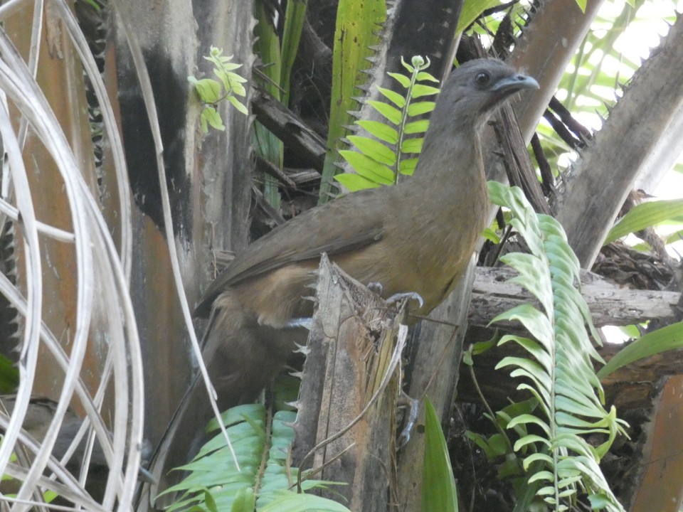 Plain Chachalaca - ML640611043