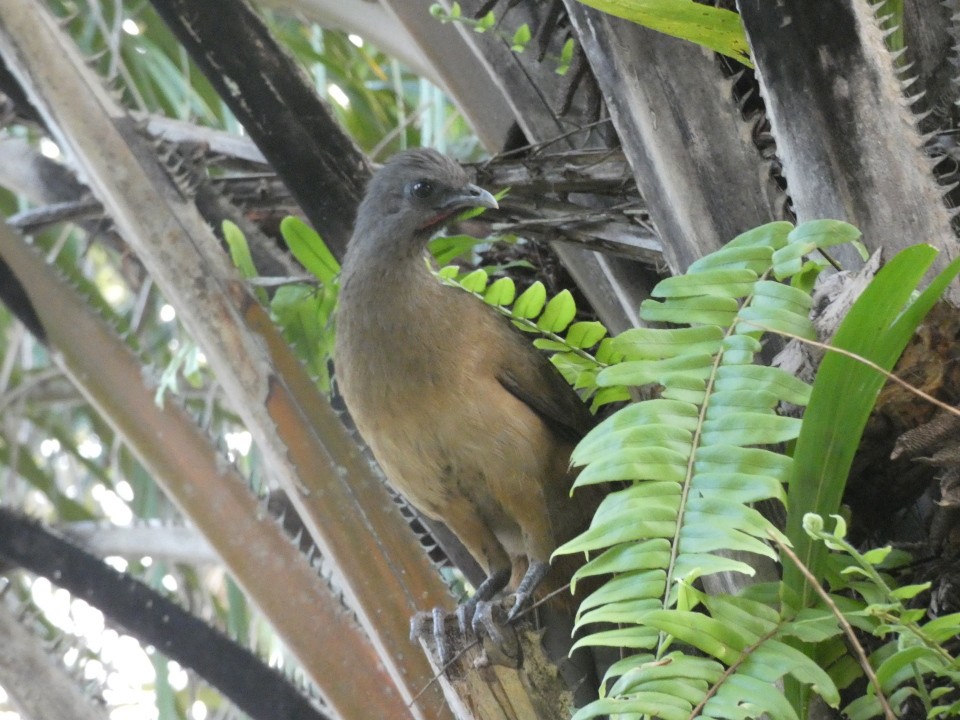 Plain Chachalaca - ML640611045