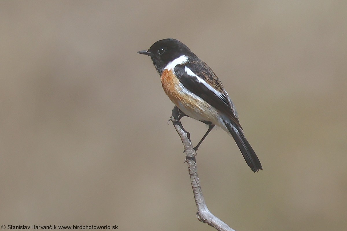 African Stonechat - ML640611046