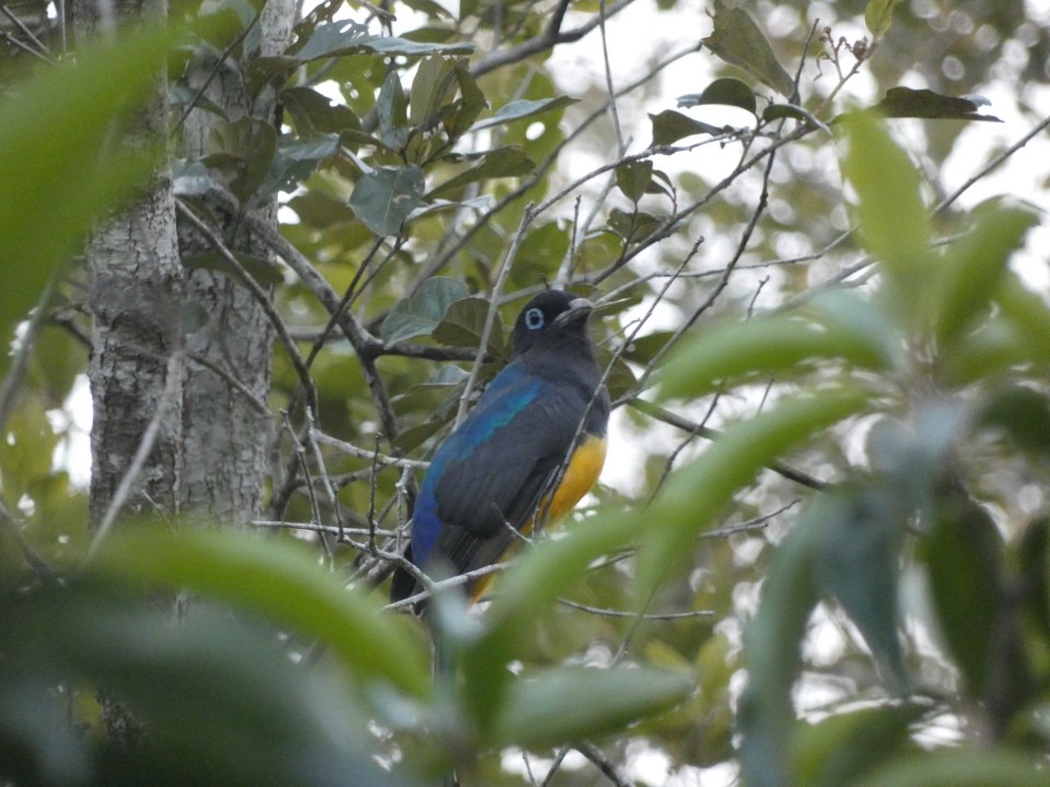 Black-headed Trogon - ML640611054