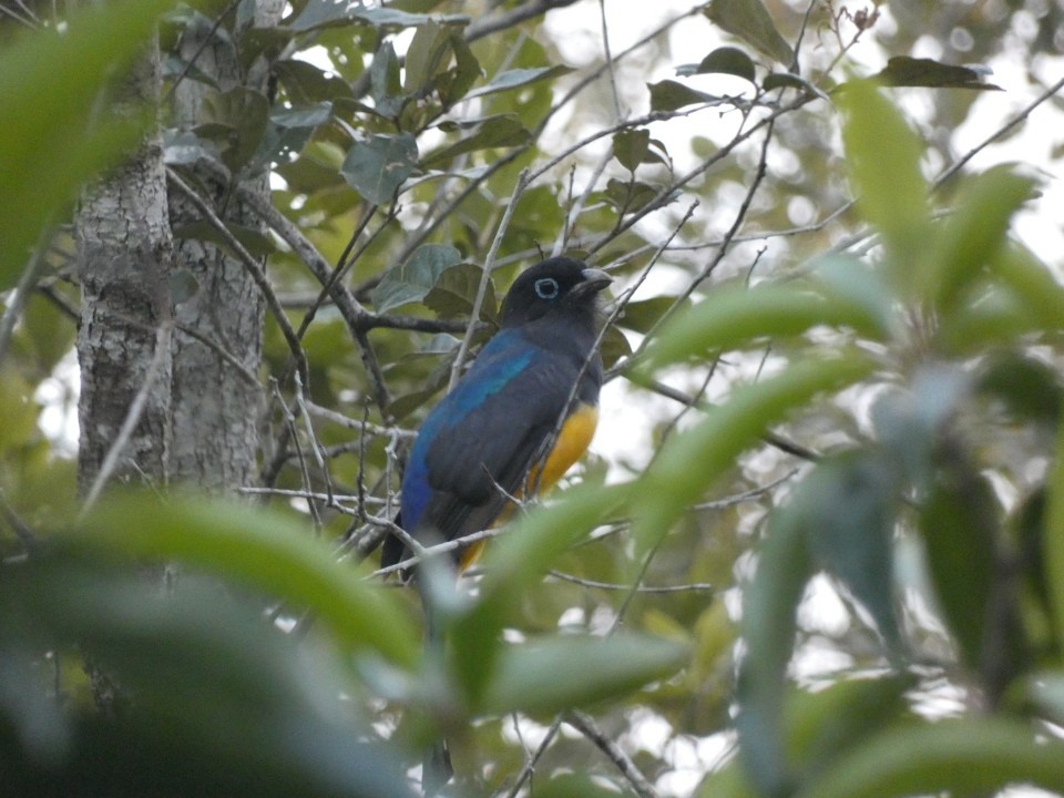 Black-headed Trogon - ML640611060