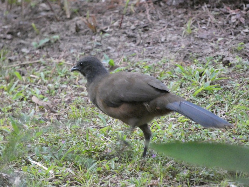 Plain Chachalaca - ML640611067