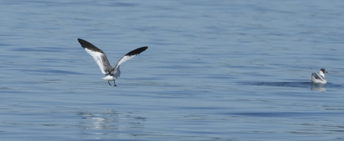 クビワカモメ - ML640611091