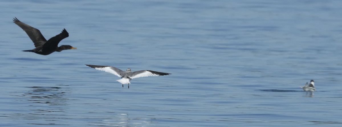 クビワカモメ - ML640611094