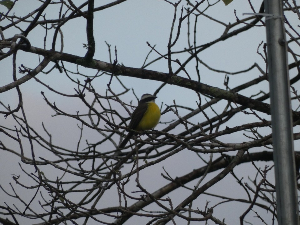 Social Flycatcher - ML640611102