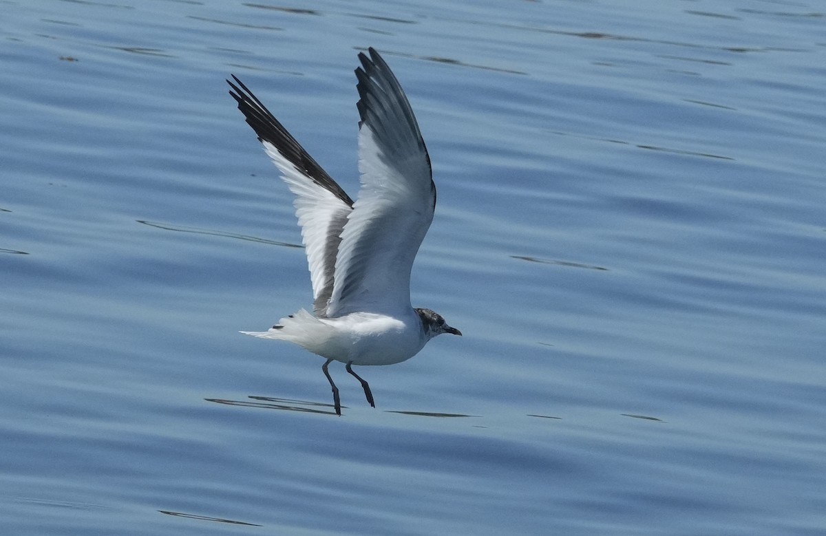 クビワカモメ - ML640611108