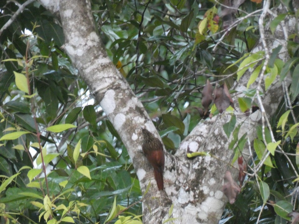 Ivory-billed Woodcreeper - ML640611111