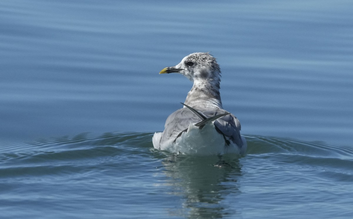 クビワカモメ - ML640611113