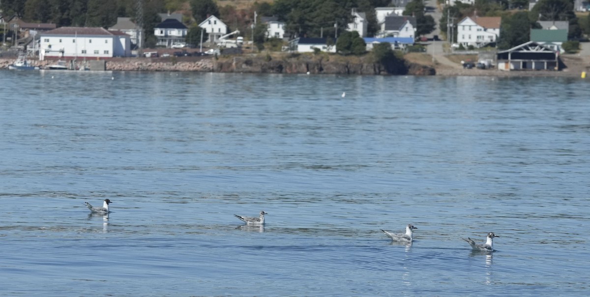 クビワカモメ - ML640611119