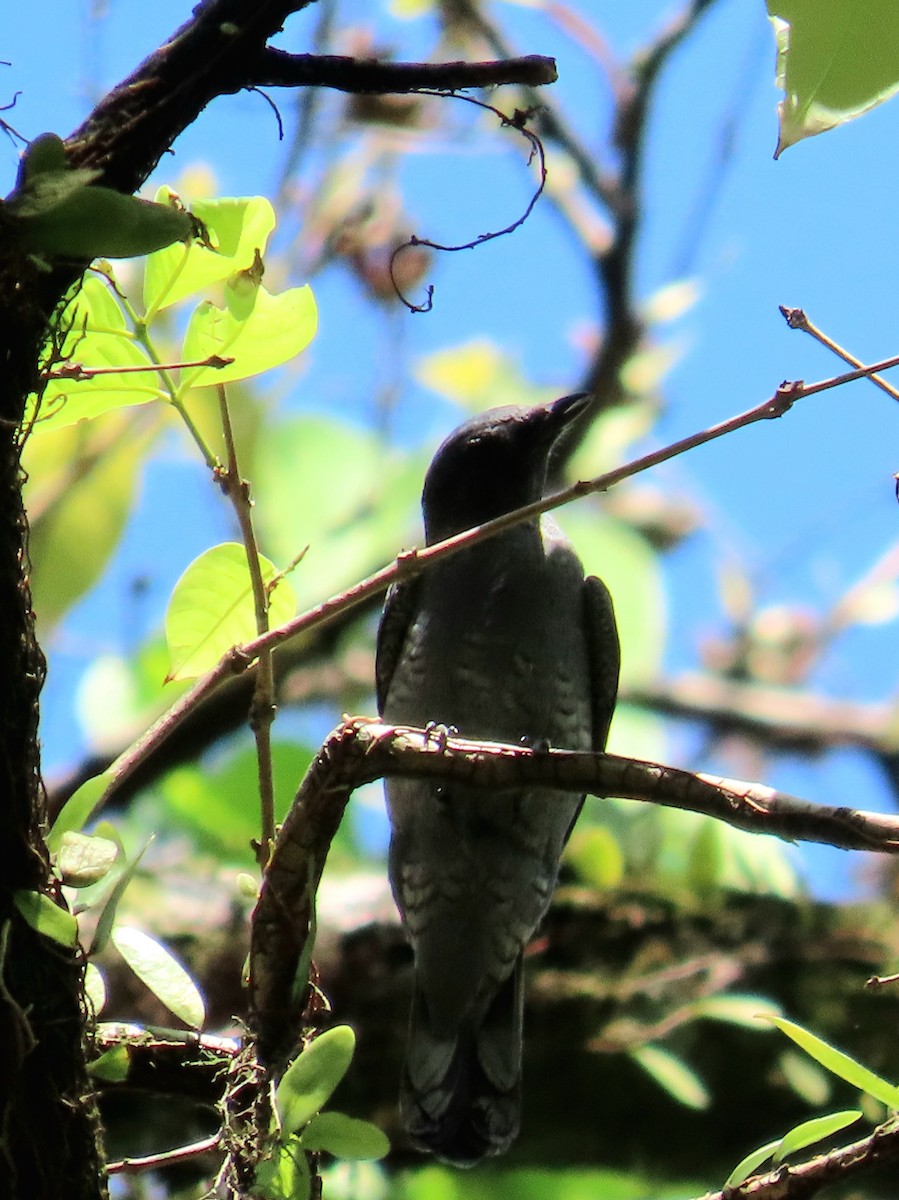 Lesser Cuckooshrike - ML640611132