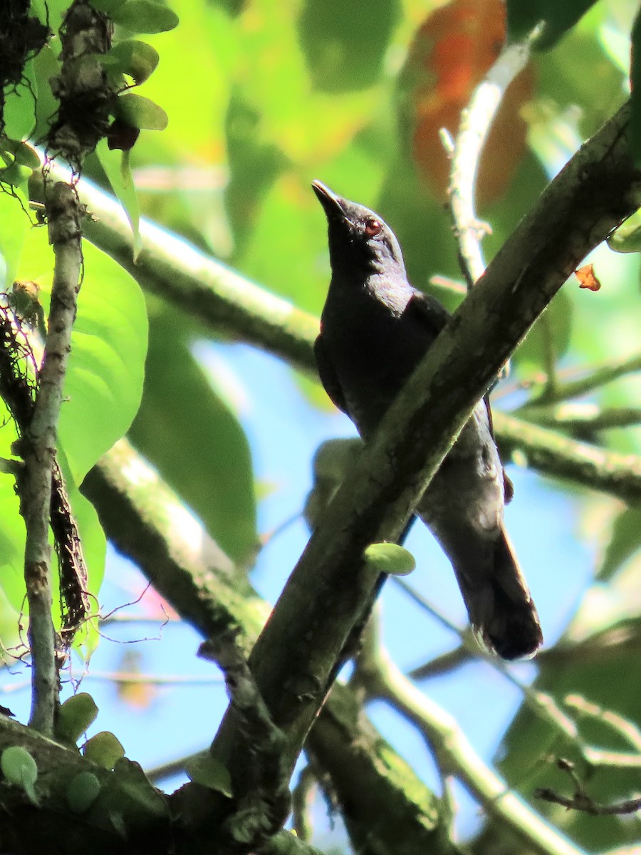 Lesser Cuckooshrike - ML640611133