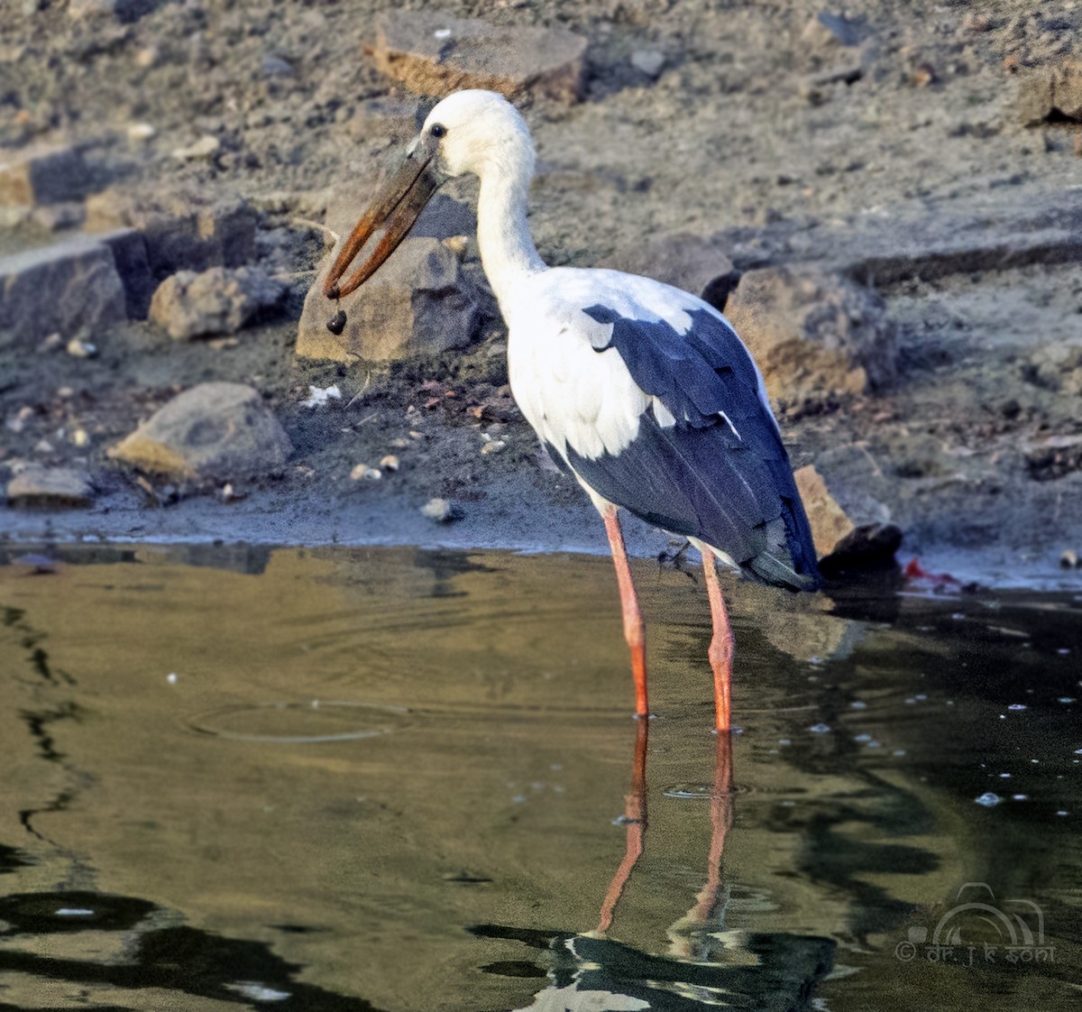 Asian Openbill - ML640611168