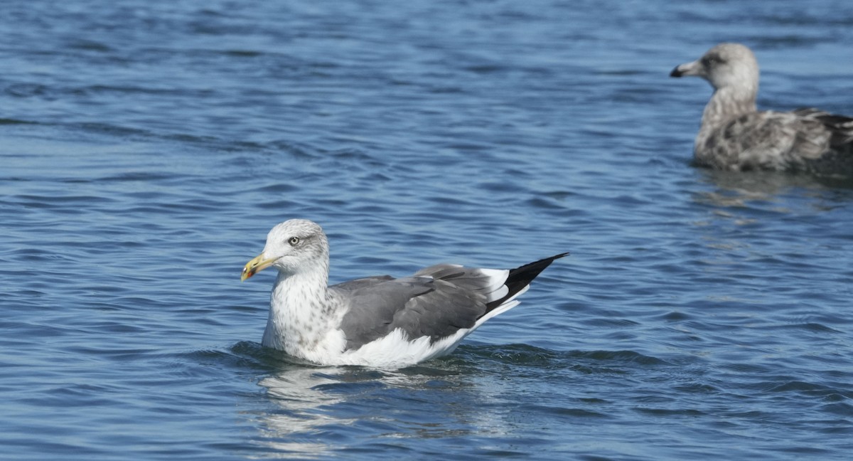 ニシセグロカモメ - ML640611171