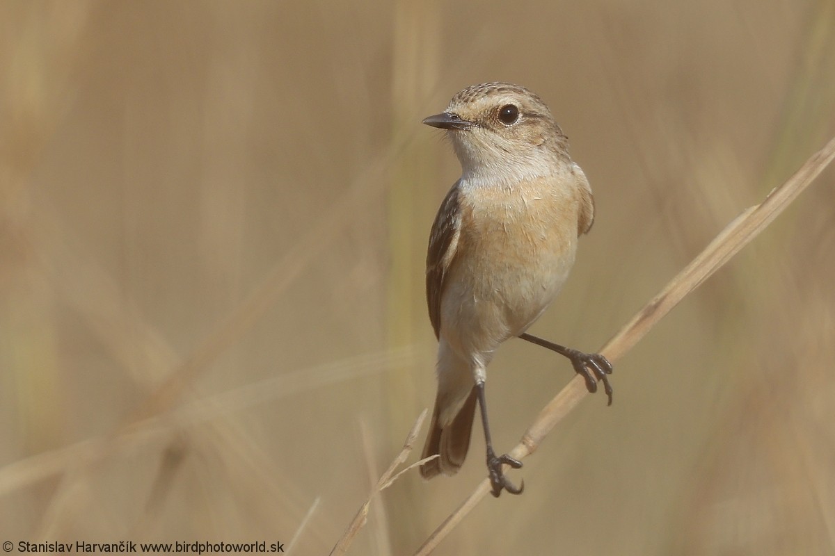 Siberian Stonechat - ML640611191