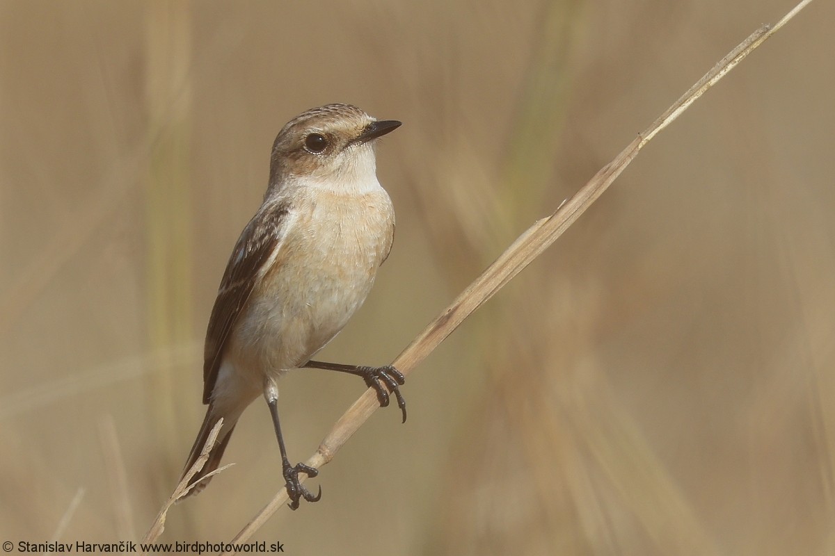 Siberian Stonechat - ML640611192