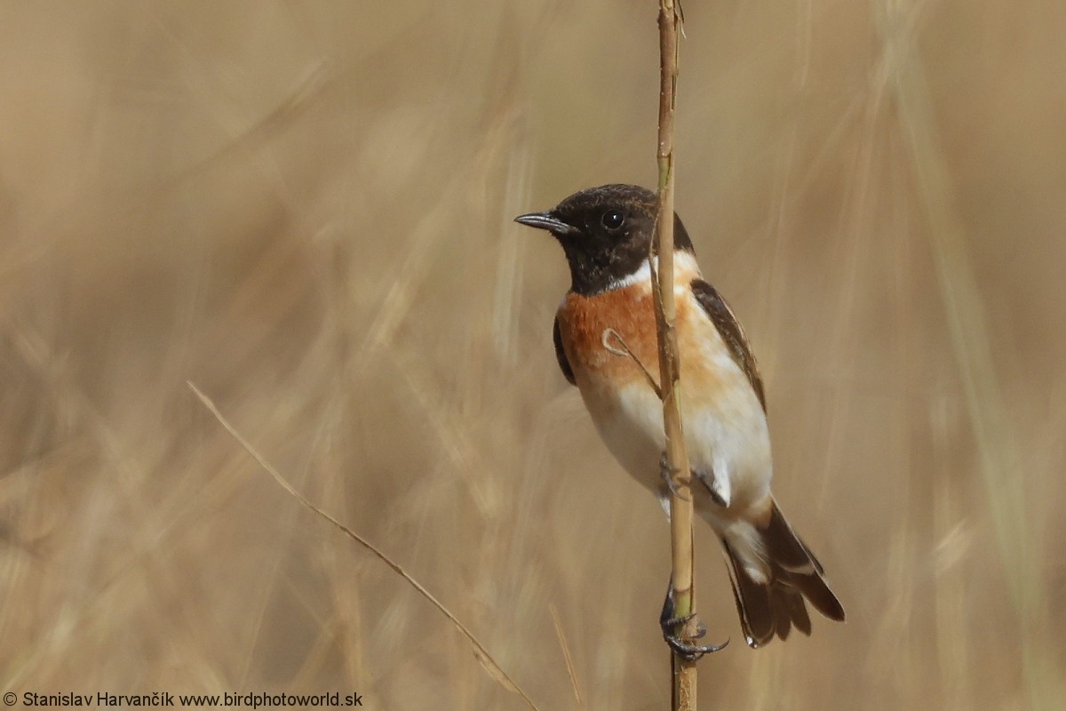 Siberian Stonechat - ML640611193